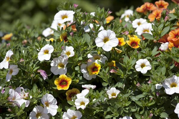 Calibrachoa 'Confetti'