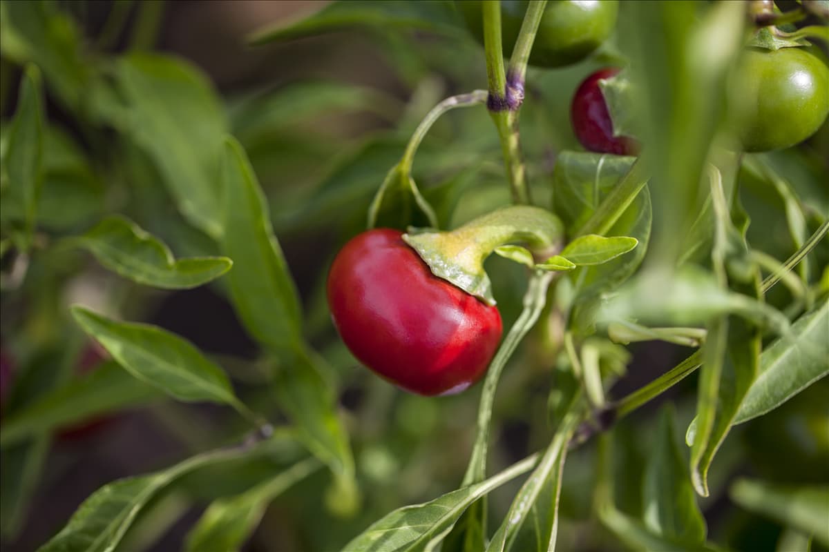 Capsicum annuum