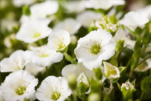 Arenaria montana 'Blizzard Compact'