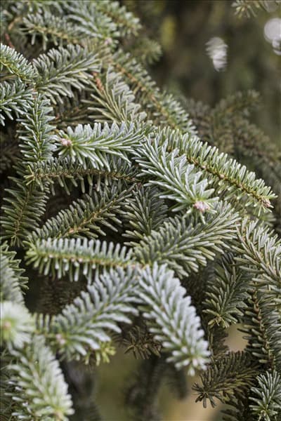 Abies pinsapo 'Kelleriis'
