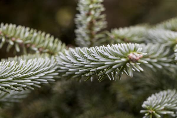Abies pinsapo 'Kelleriis'