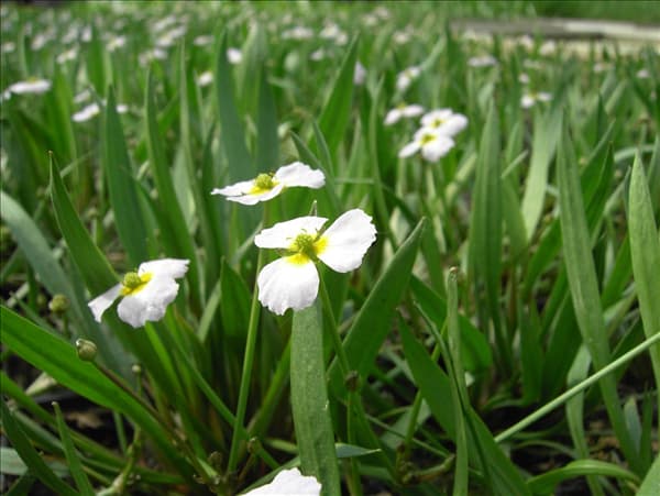 Alisma ranunculoides