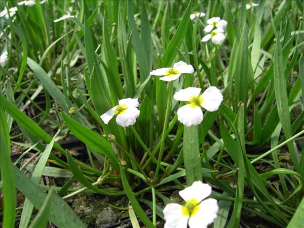 Alisma ranunculoides