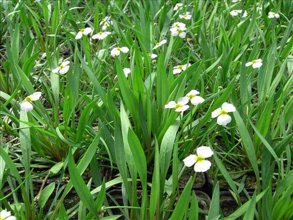 Alisma ranunculoides