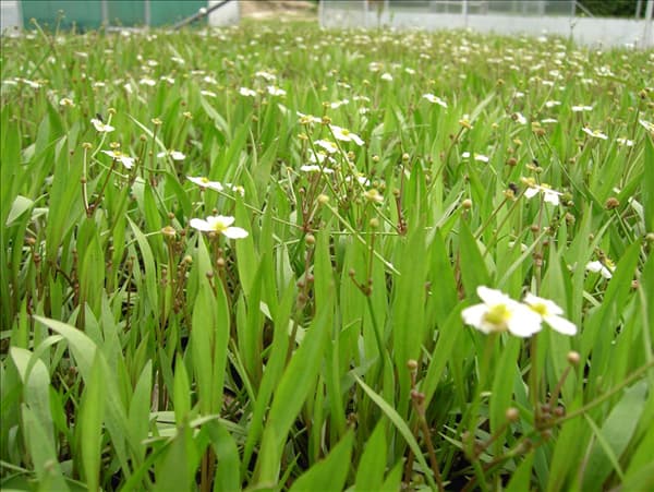 Alisma ranunculoides