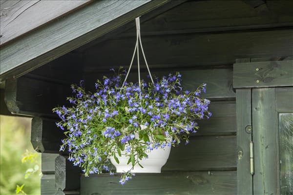 Lobelia erinus