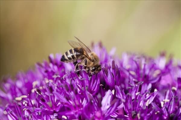 Allium schoenoprasum