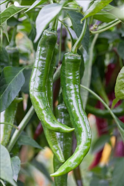 Capsicum annuum var. acuminatum 'Impala F1'