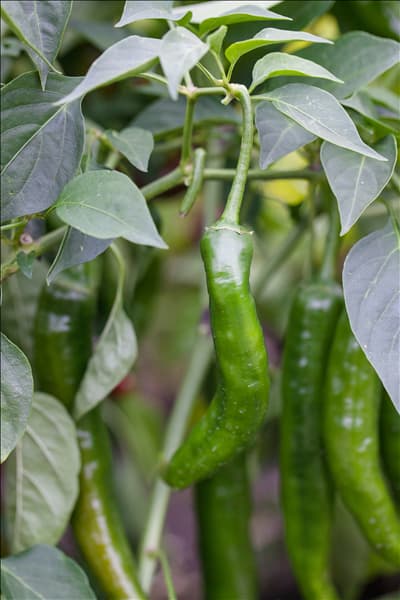 Capsicum annuum var. acuminatum 'Impala F1'