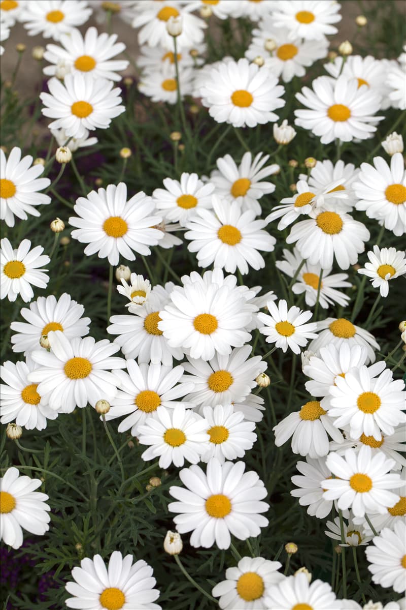 Argyranthemum 'Crazy Daisy'