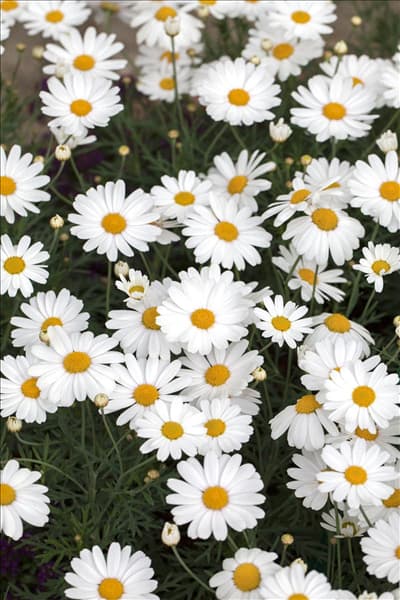 Argyranthemum 'Crazy Daisy'