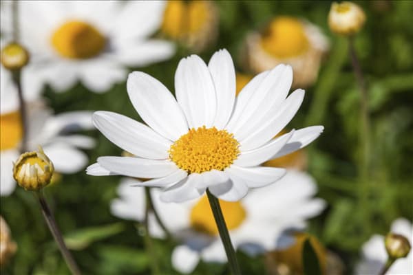Argyranthemum 'Crazy Daisy'