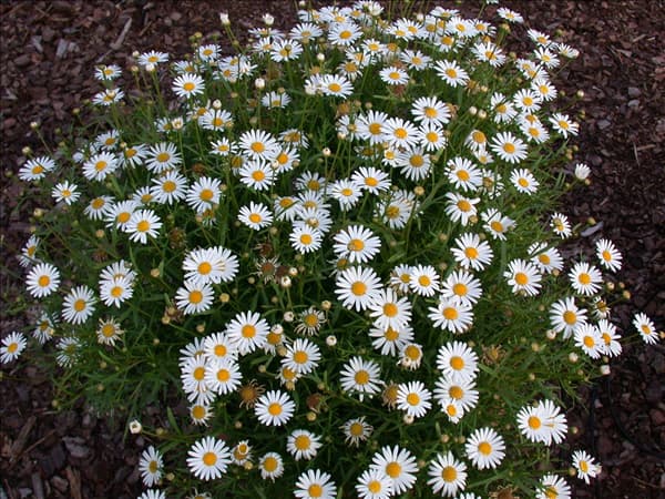 Argyranthemum 'Crazy Daisy'