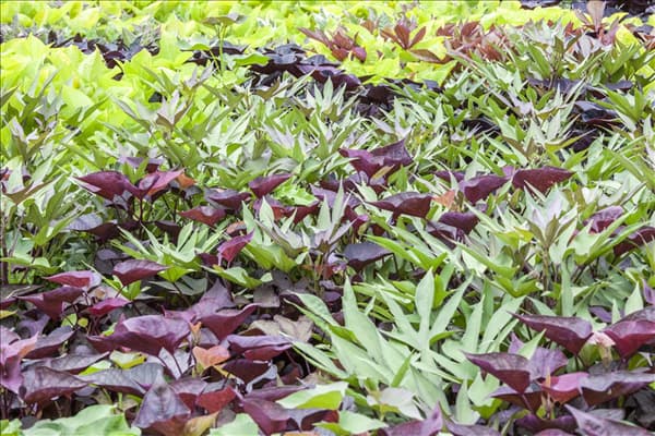 Beta vulgaris ssp. vulgaris 'Rote Kugel'