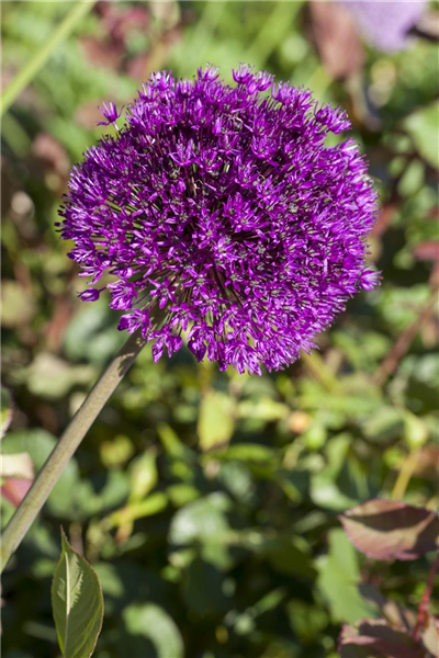Allium aflatunense
