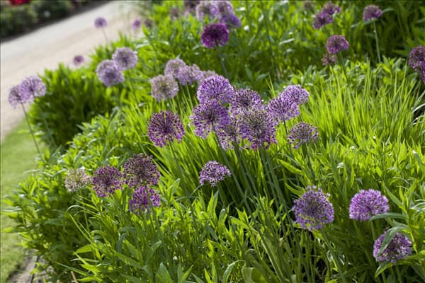 Allium aflatunense