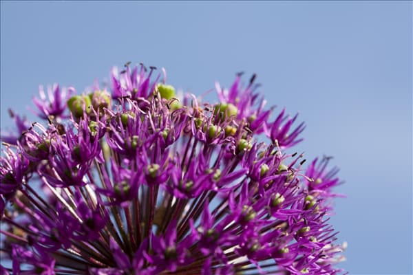 Allium aflatunense