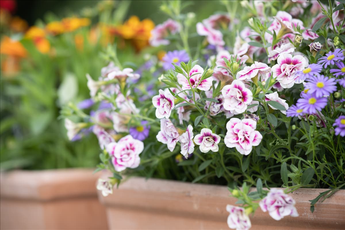 Calibrachoa, gefüllt