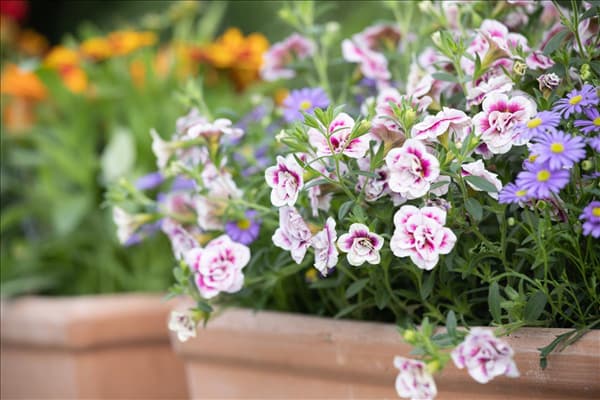 Calibrachoa, gefüllt