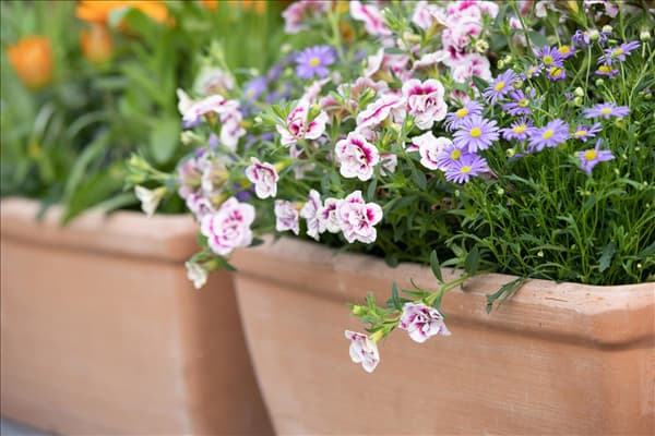 Calibrachoa, gefüllt