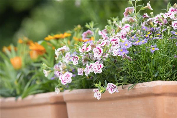 Calibrachoa, gefüllt