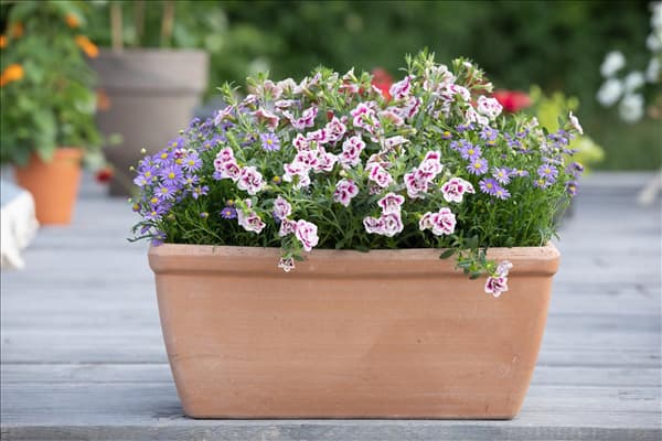 Calibrachoa, gefüllt