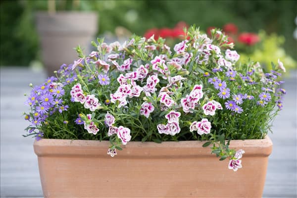 Calibrachoa, gefüllt
