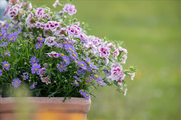 Brachyscome multifida 'Mauve Delight'