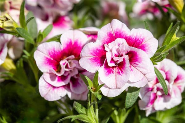 Calibrachoa 'PinkTastic'