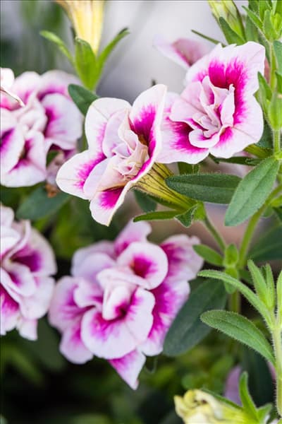 Calibrachoa 'PinkTastic'