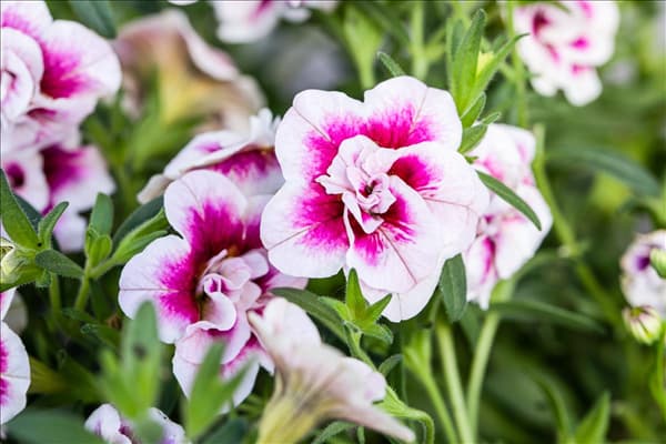 Calibrachoa 'PinkTastic'