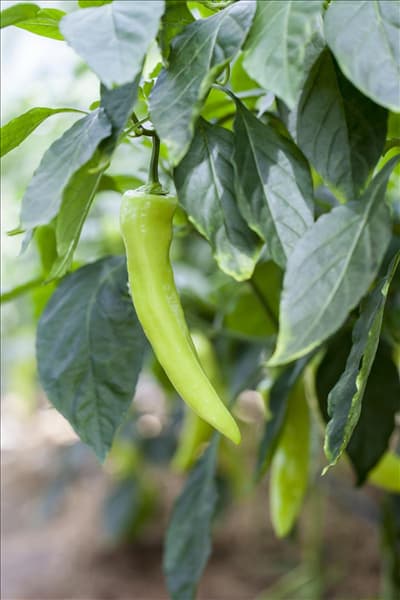 Capsicum annuum var. longum