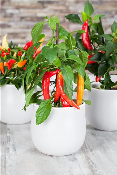 Capsicum annuum var. longum