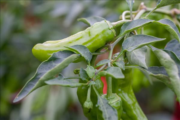 Capsicum annuum var. longum
