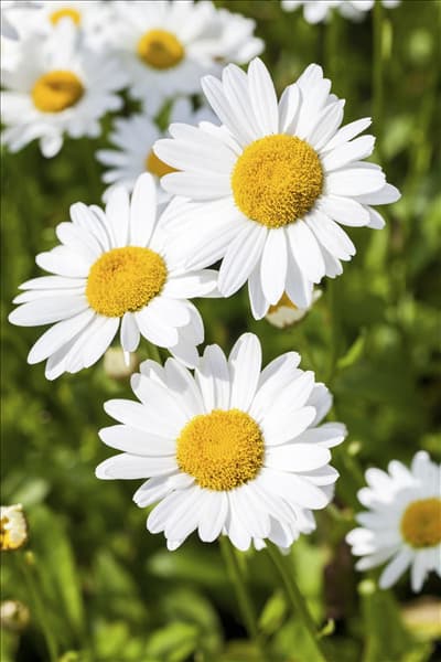 Argyranthemum frutescens