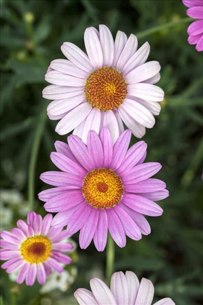 Argyranthemum frutescens