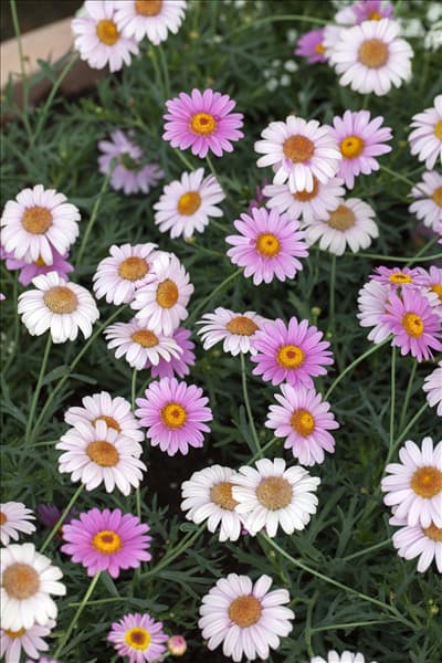 Argyranthemum frutescens