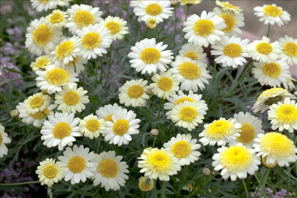 Argyranthemum frutescens