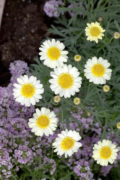 Argyranthemum frutescens