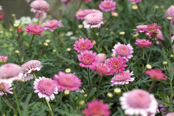 Argyranthemum frutescens
