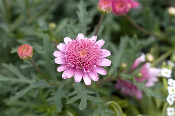 Argyranthemum frutescens