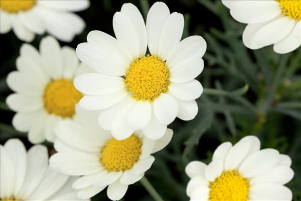 Argyranthemum frutescens