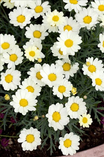 Argyranthemum frutescens
