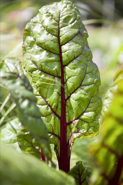 Beta vulgaris var. cicla