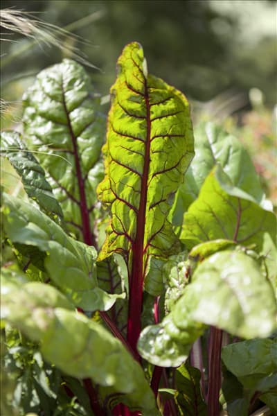 Beta vulgaris var. cicla