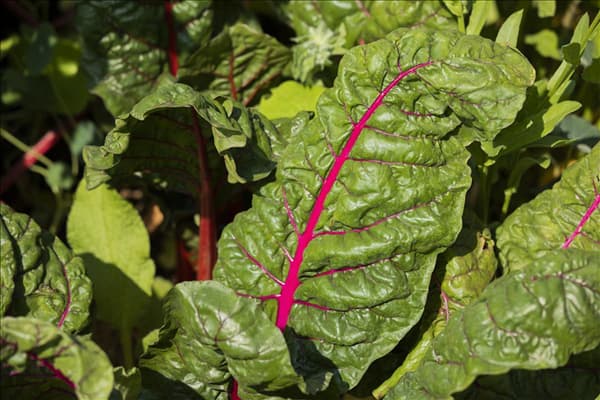 Beta vulgaris var. cicla