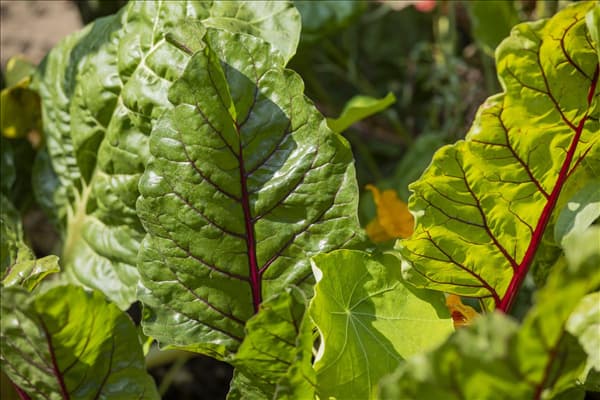 Beta vulgaris var. cicla
