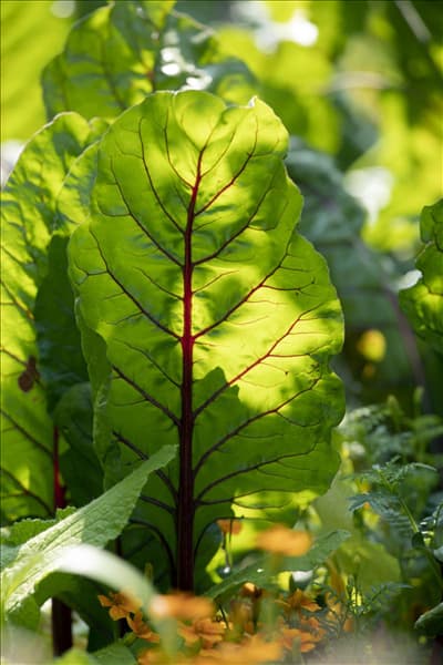 Beta vulgaris var. cicla