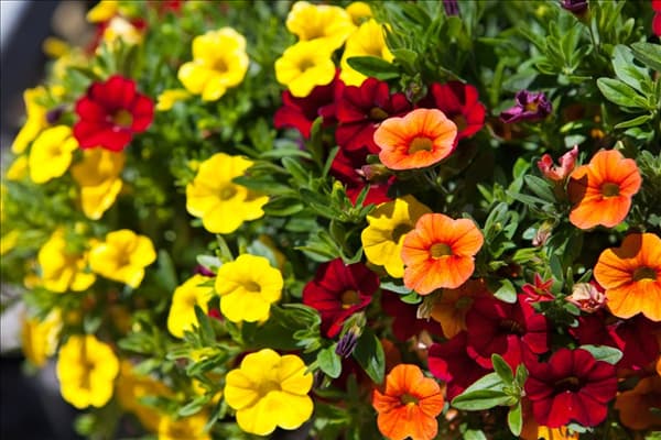 Calibrachoa 'Trixi'®
