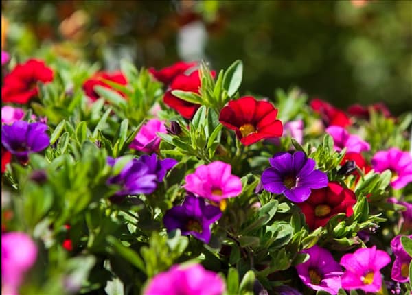 Calibrachoa 'Trixi'®